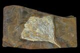 Fossil Ginkgo Leaf From North Dakota - Paleocene #132546-1